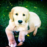 Golden Retriver Puppy