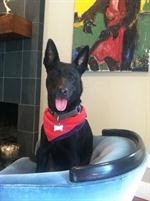 dog trainer